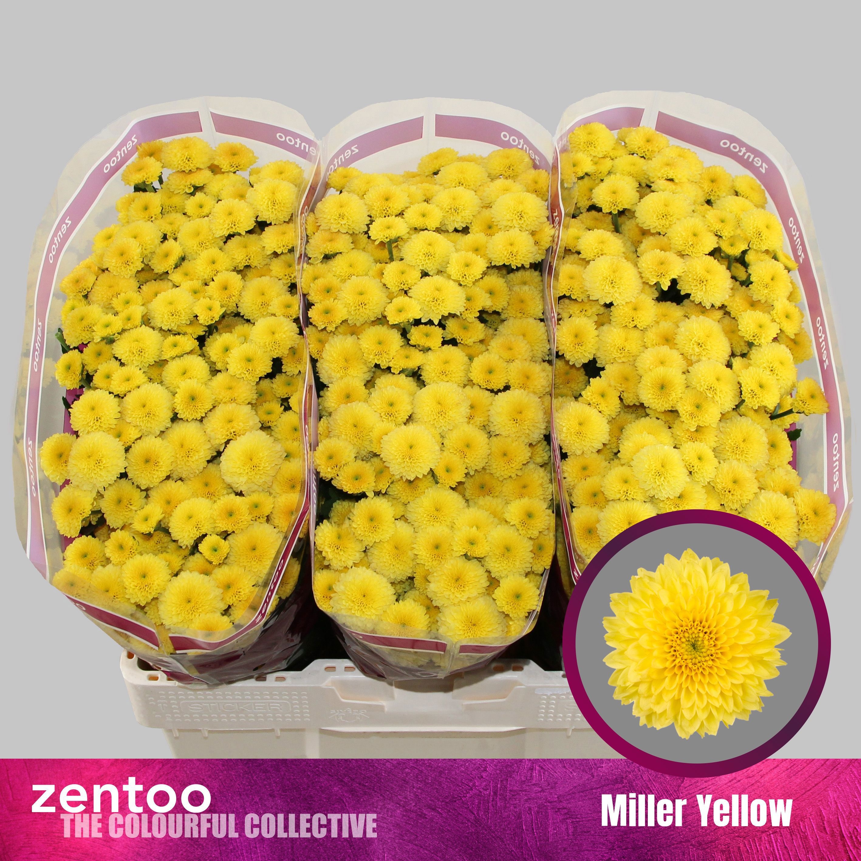 Chrys Santini Miller Yellow 55cm 120Ø