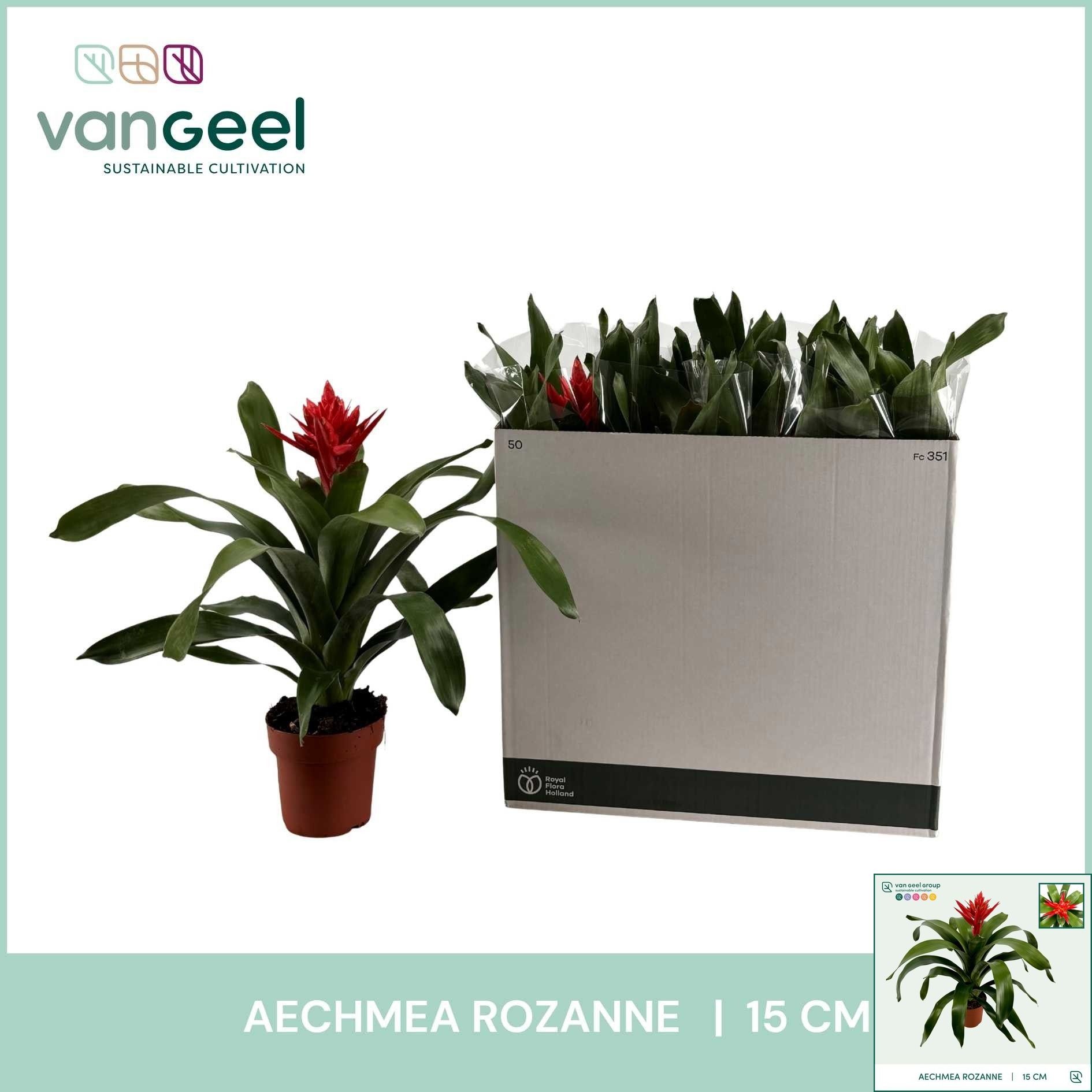 Aechmea Rozanne Elegant Red - Kokerbromelia