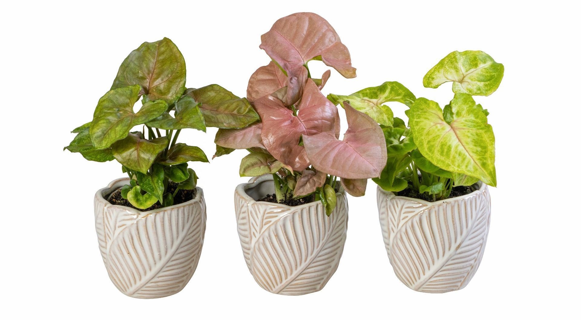 Syngonium L 66068 With Syngonium Mix