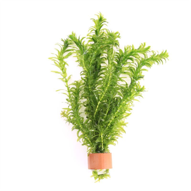 Elodea densa tcr