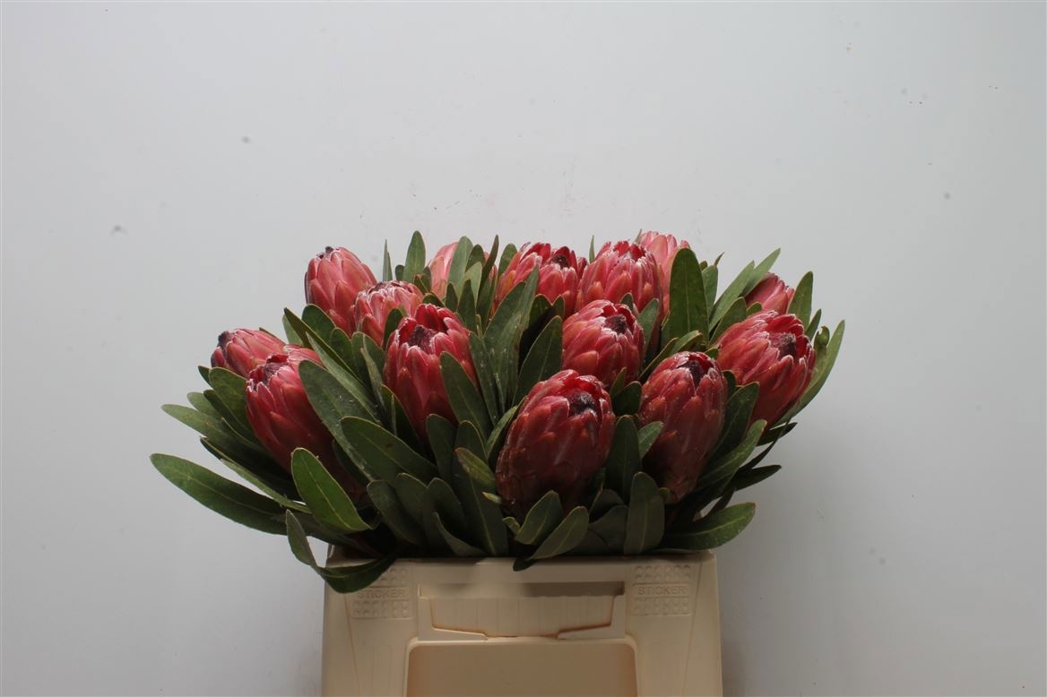 Protea Red Ice 40cm