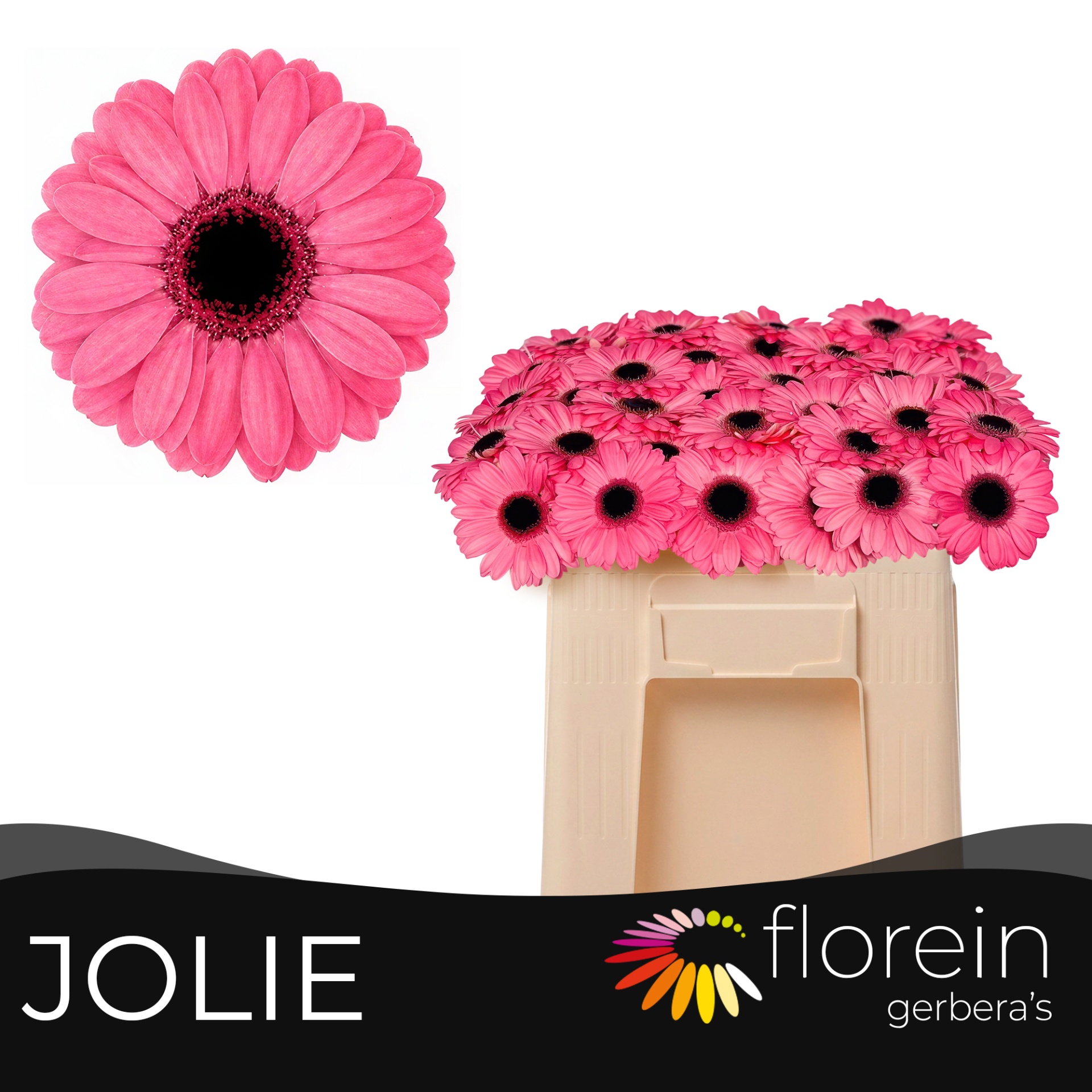 Ge Mi Jolie