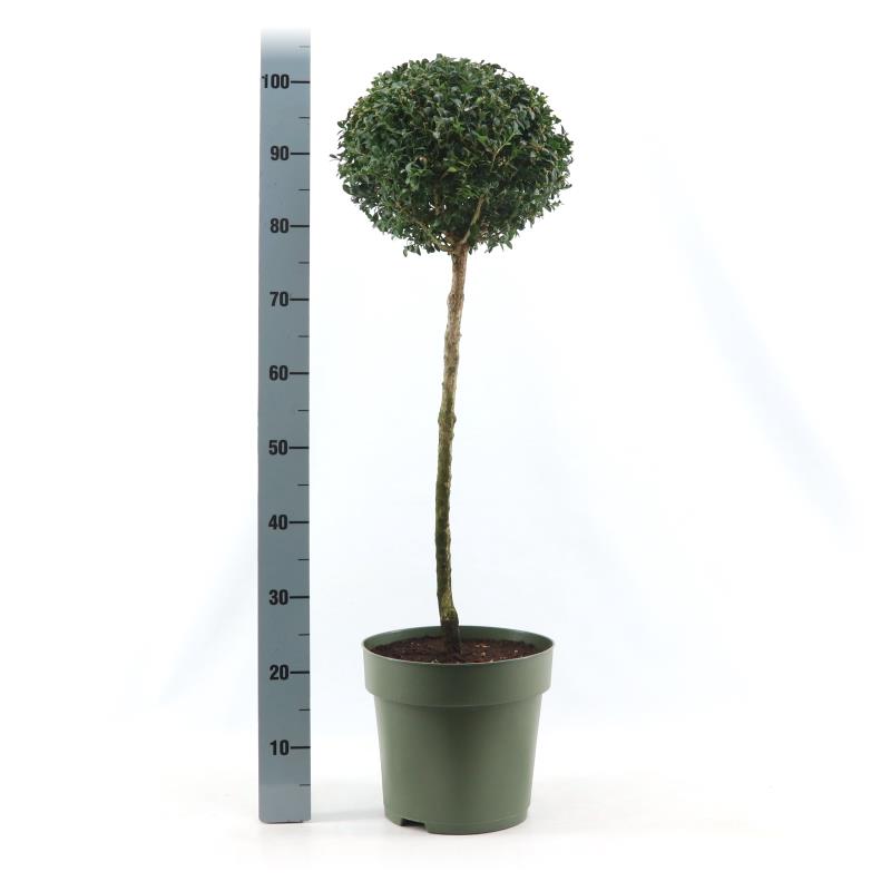 Picture of Buxus semp. Mono-Ball XXL