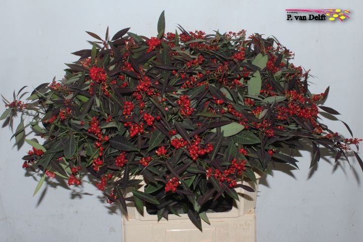 Euphorbia Spray Kuttlers Samtrot 80cm