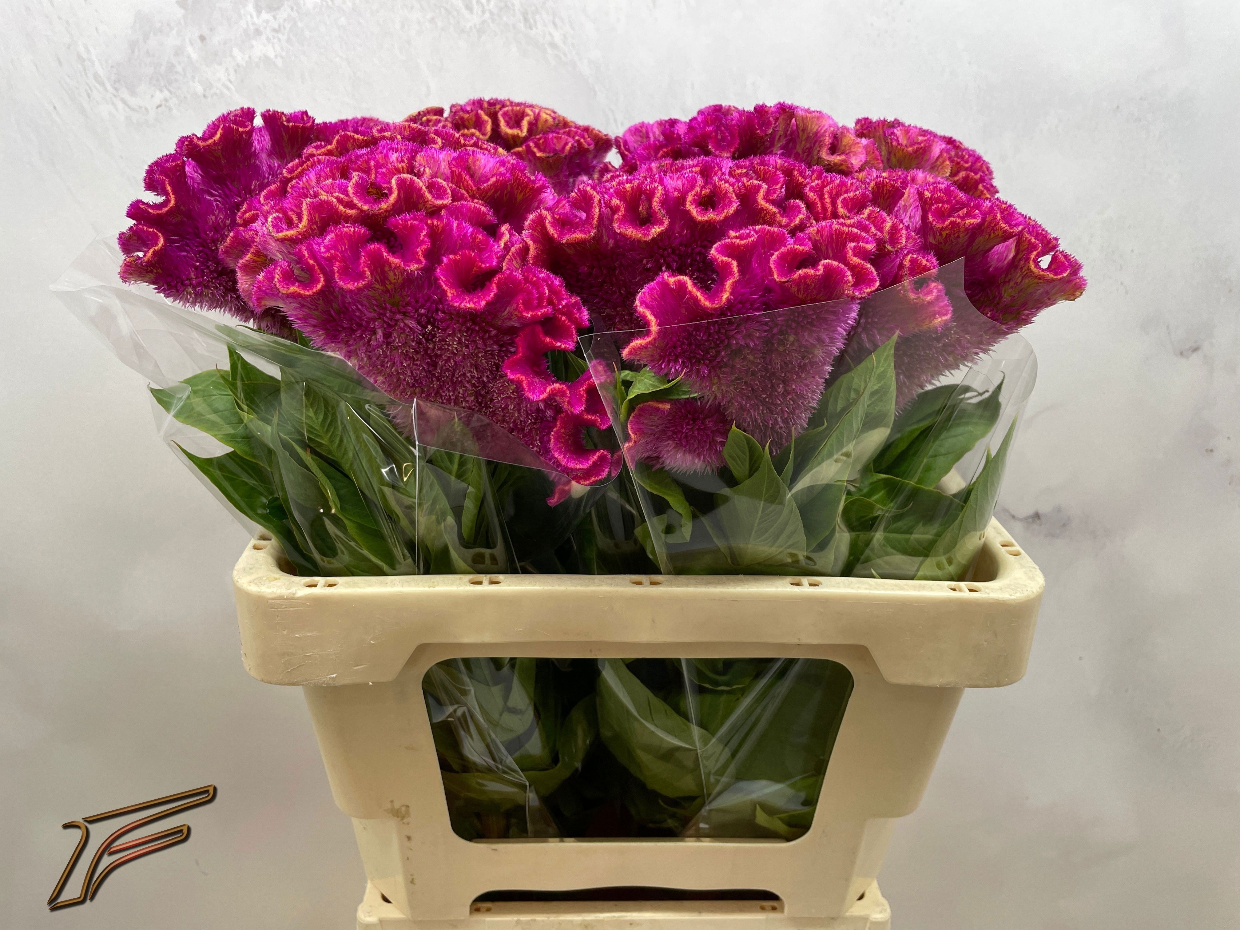 Celosia Act Bar Bora 50cm