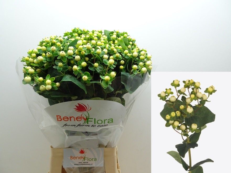 Hypericum Snowprince 70cm