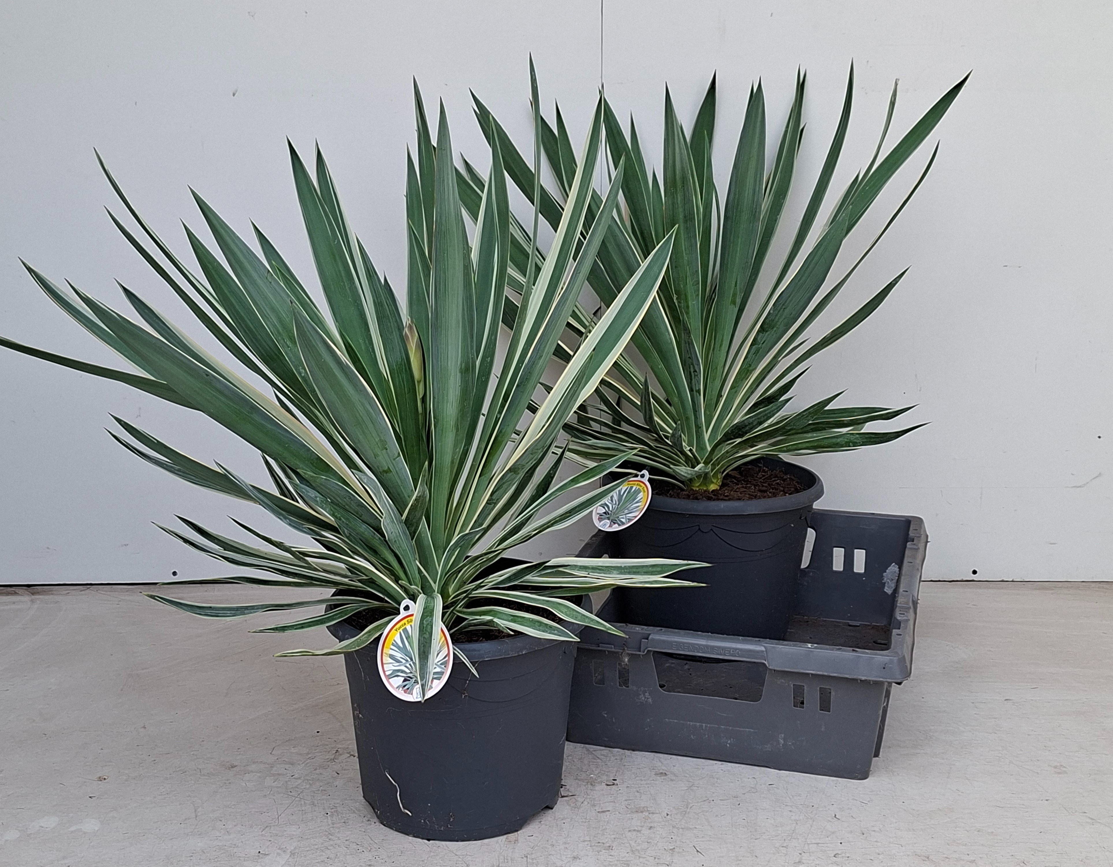 Yucca Gloriosa 26P 70H