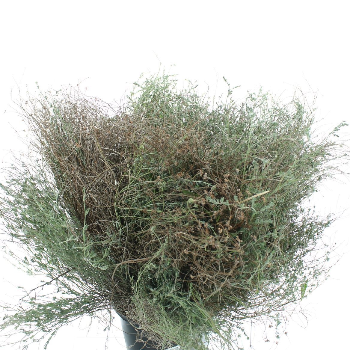 Green 60cm 300gram