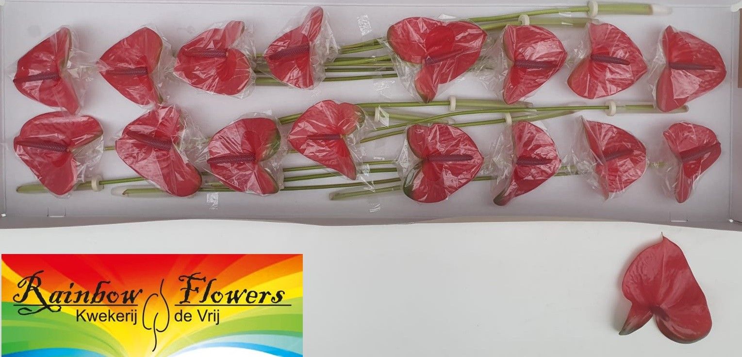 Anthurium Mars 11Ø