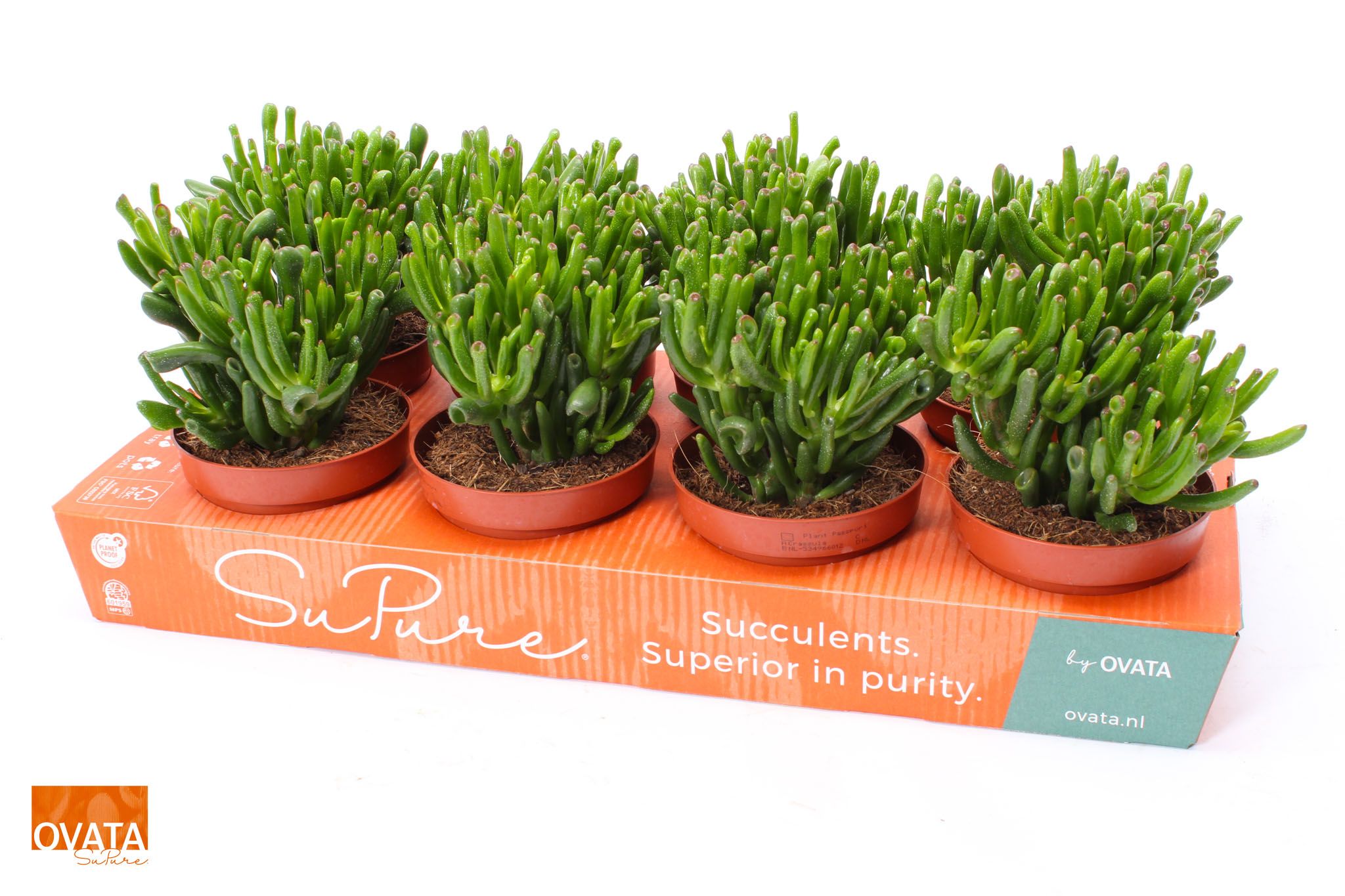 Picture of Crassula hobbit 12 WOODS