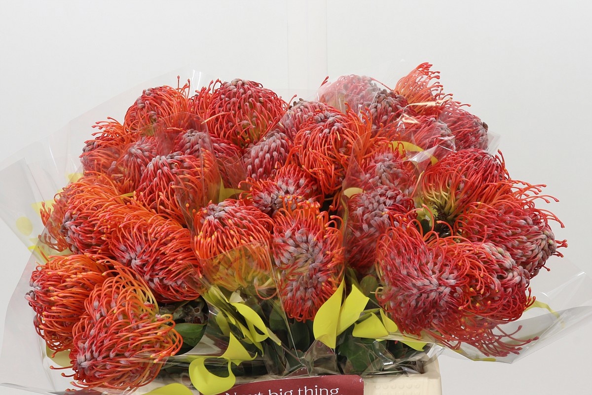 Leuco Crimson 40cm