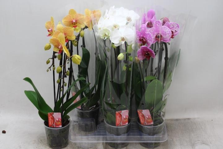 Phal El Cascade 12P 45H 2TAK 12bloem 23bloei