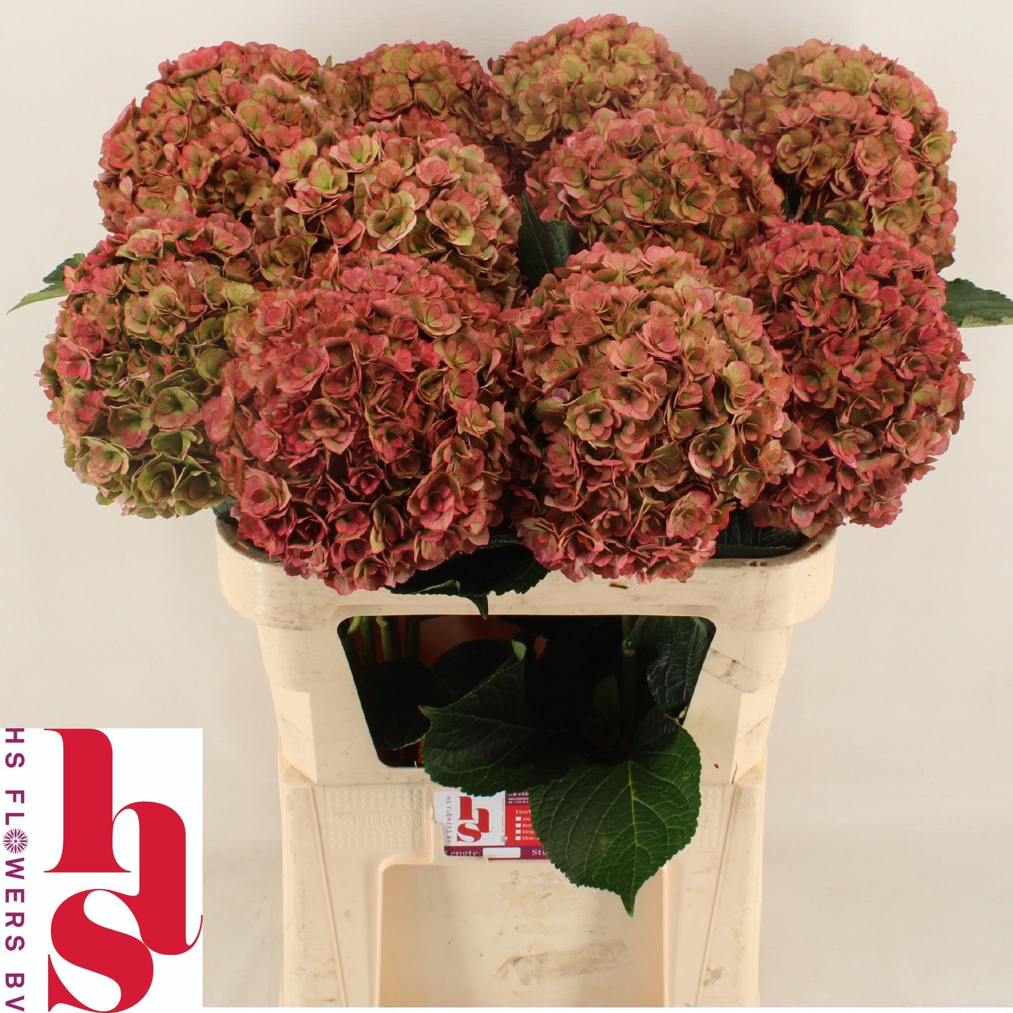 Hydrangea Royal Anastasia Classic 80cm 22Ø