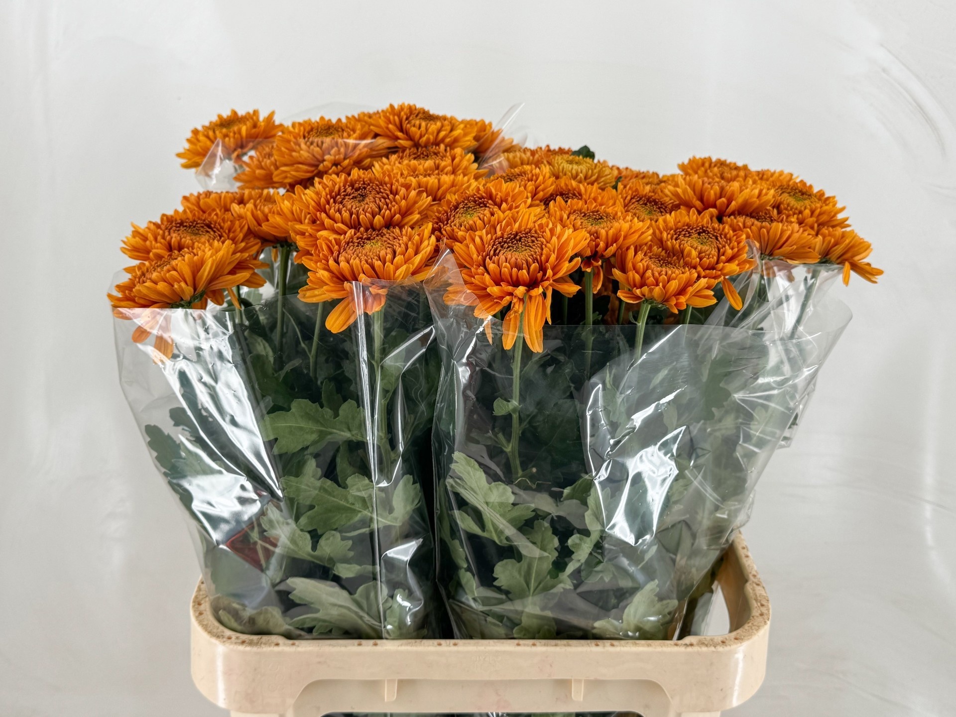 Chrys Single Willem Orange 80cm 90gram