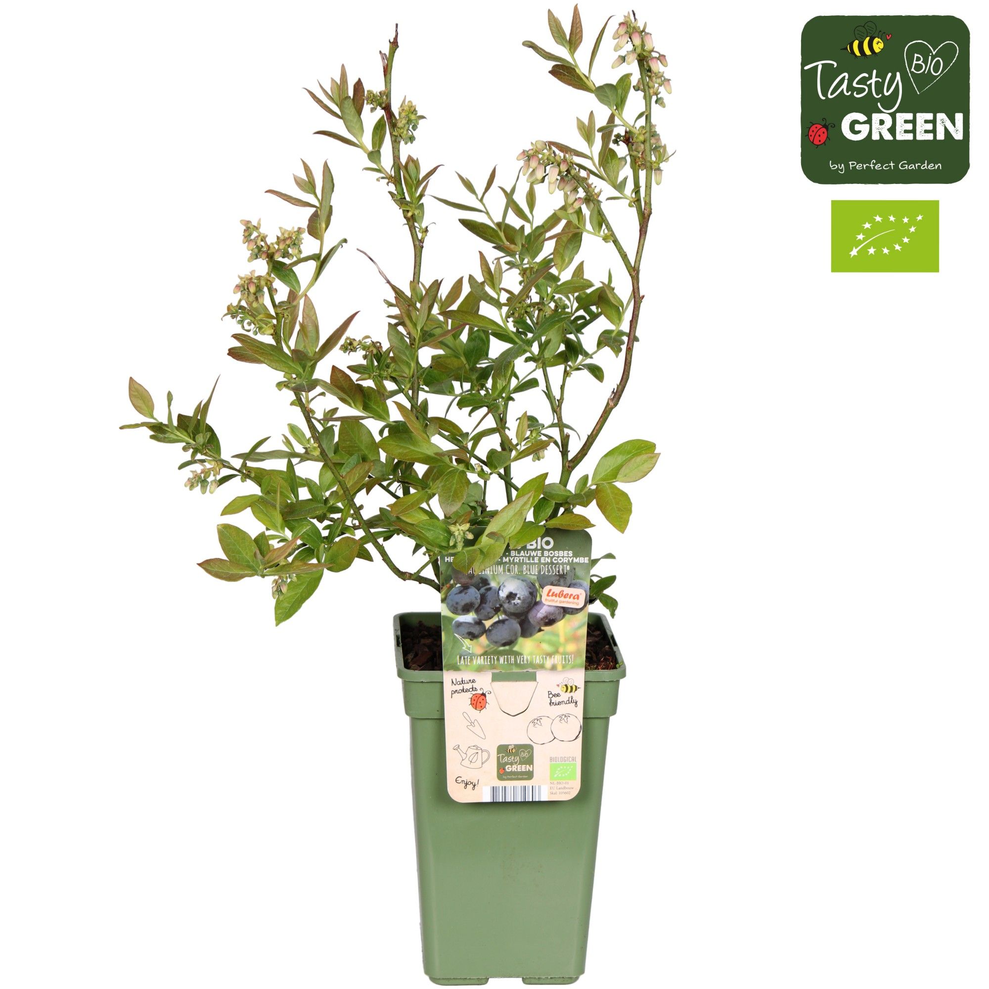 Vaccinium corymbosum 'Blue Dessert' bio