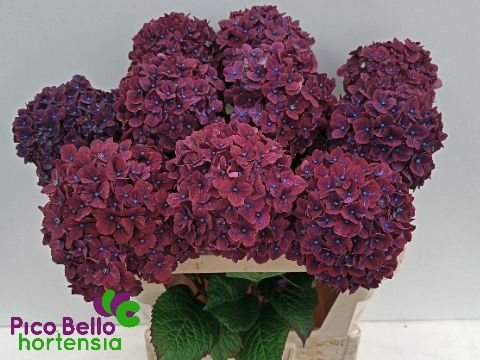 Hydrangea Amber 80cm 20Ø
