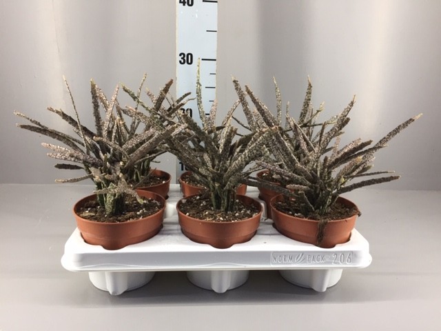 Picture of Euphorbia platyclada P12 40CM