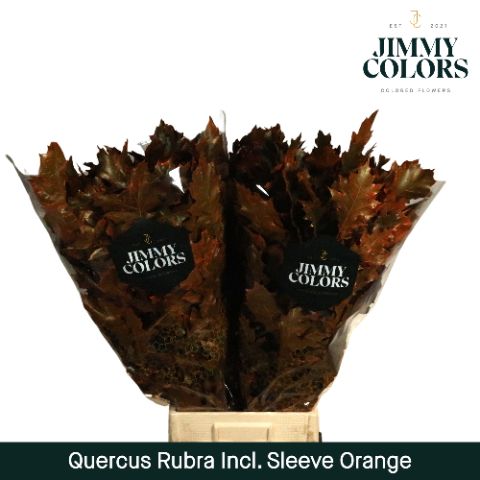 Quercus Rubra Sleeve L80 Orange