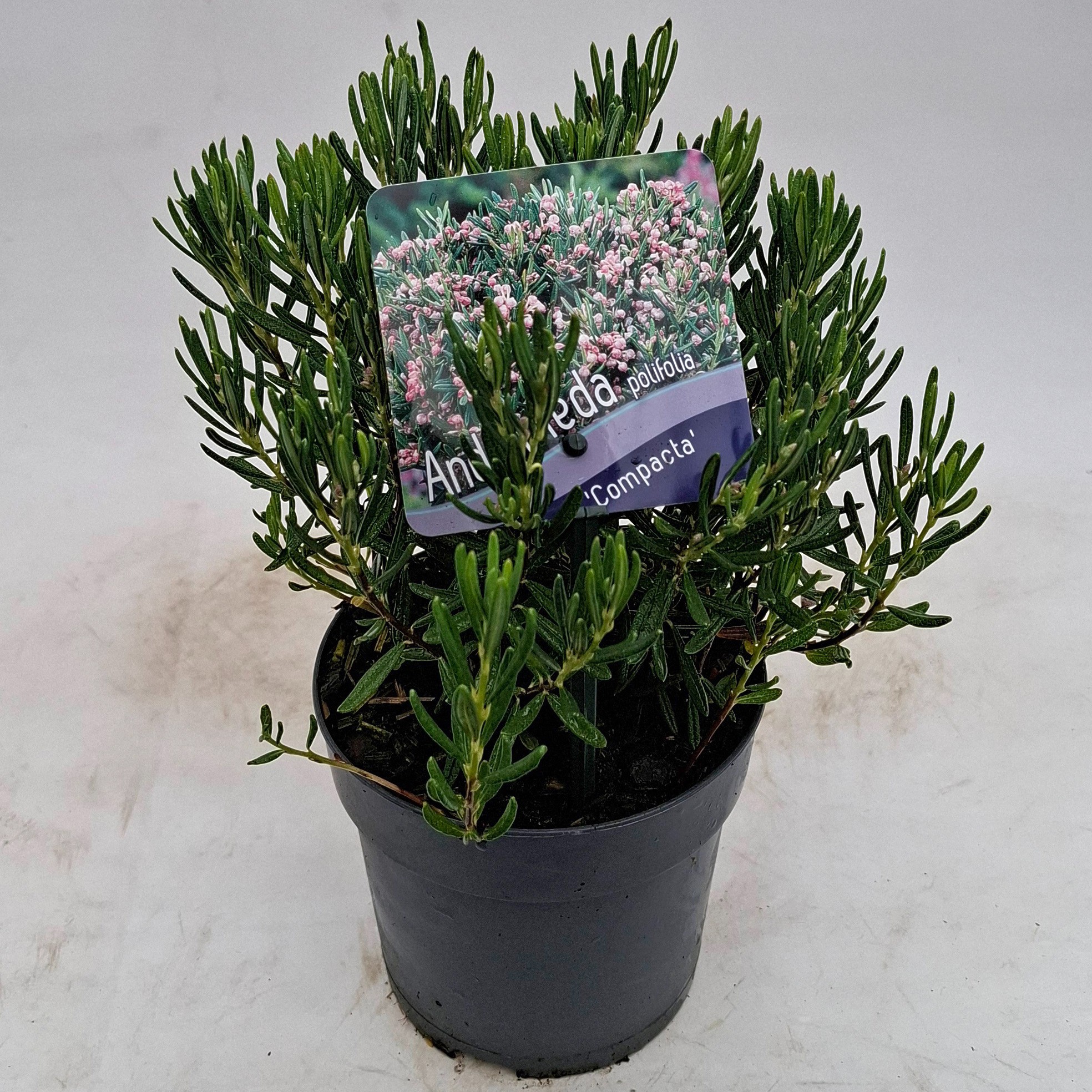Picture of Andromeda polifolia 'Compacta'
