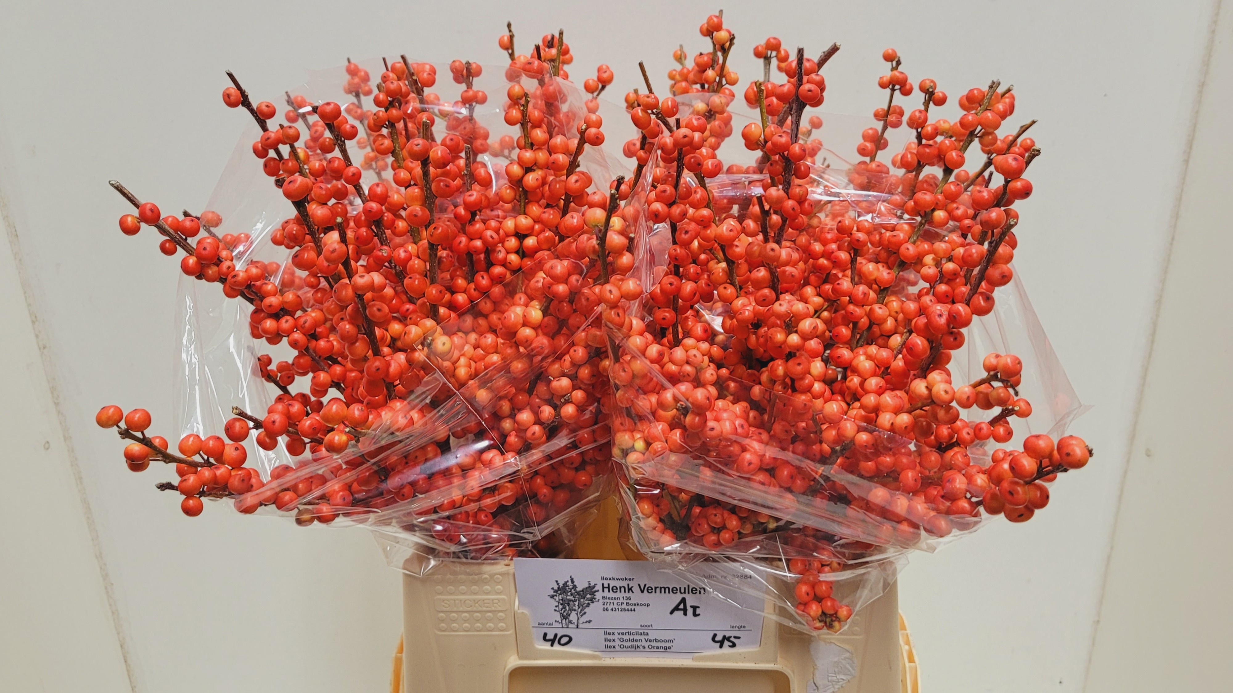Ilex Oudijks Orange 45cm