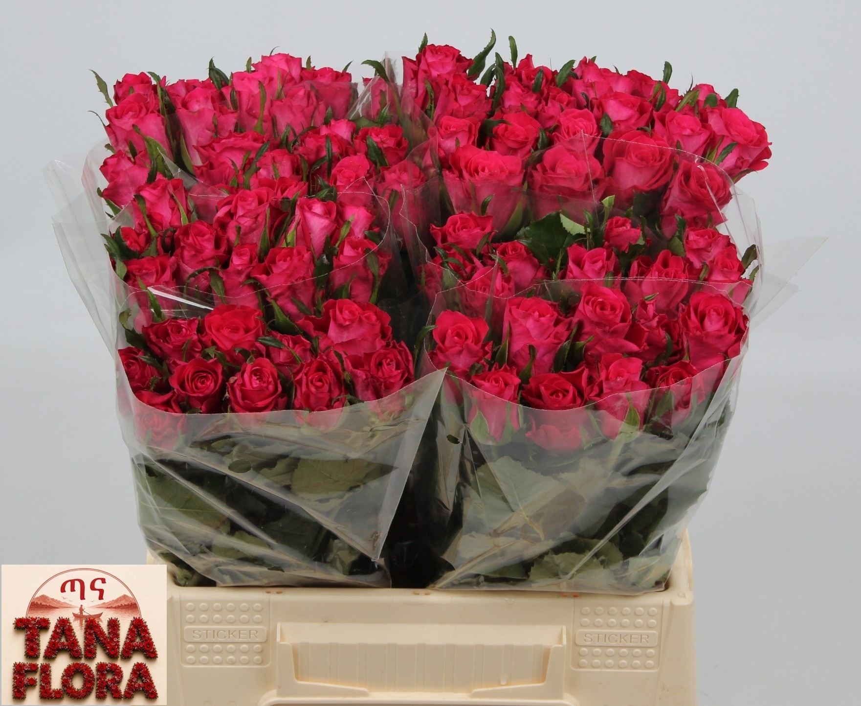 Rosa Orchestra 40cm