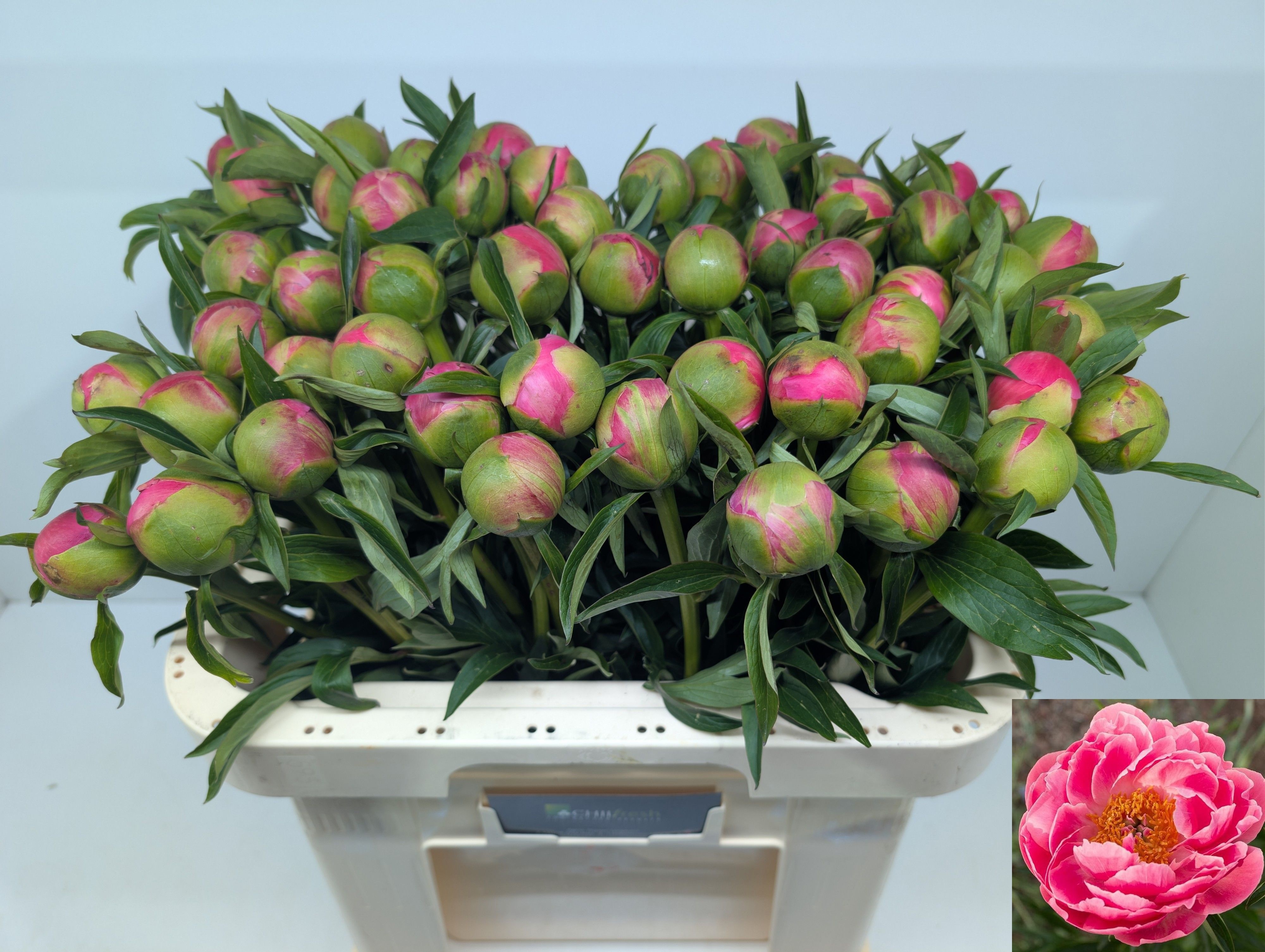 Paeonia Coral Charm 60cm