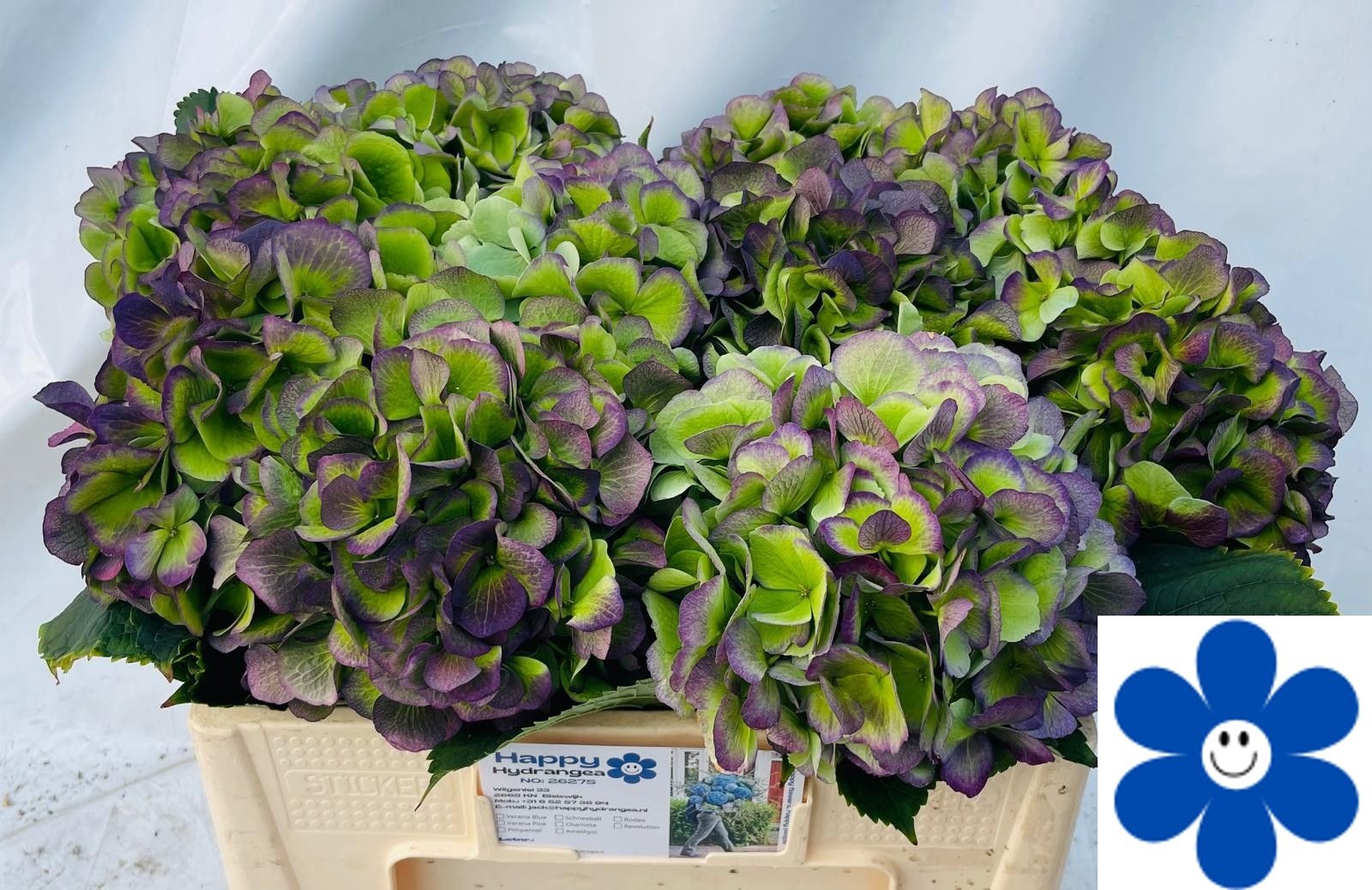 Hydrangea Verena Classic Blue 50cm 17Ø