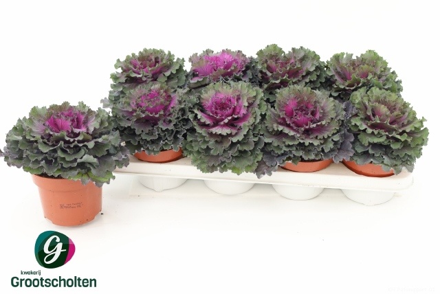 Brassica (SIERKOOL) 13P 15H