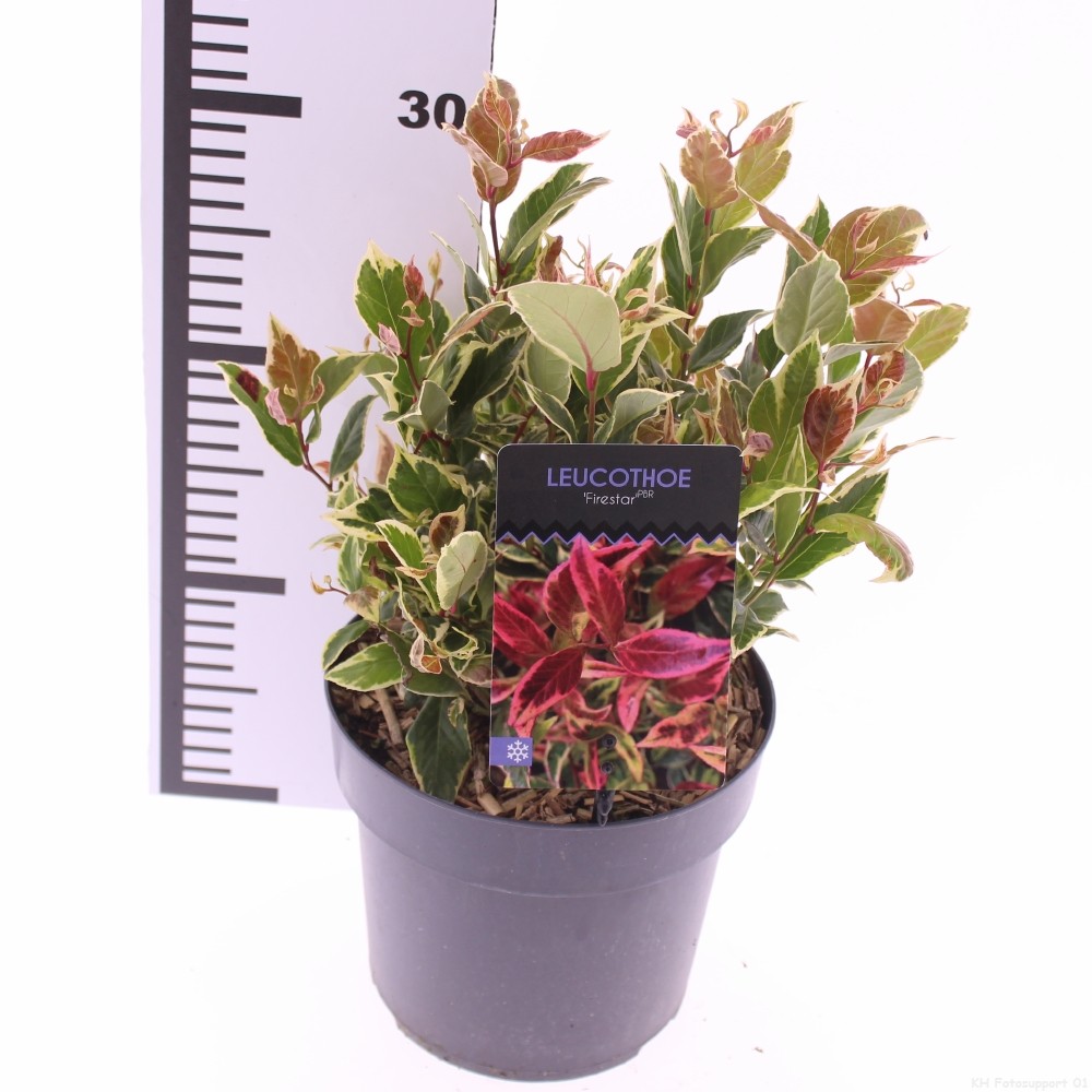 Picture of Leucothoe 'Firestar' PBR