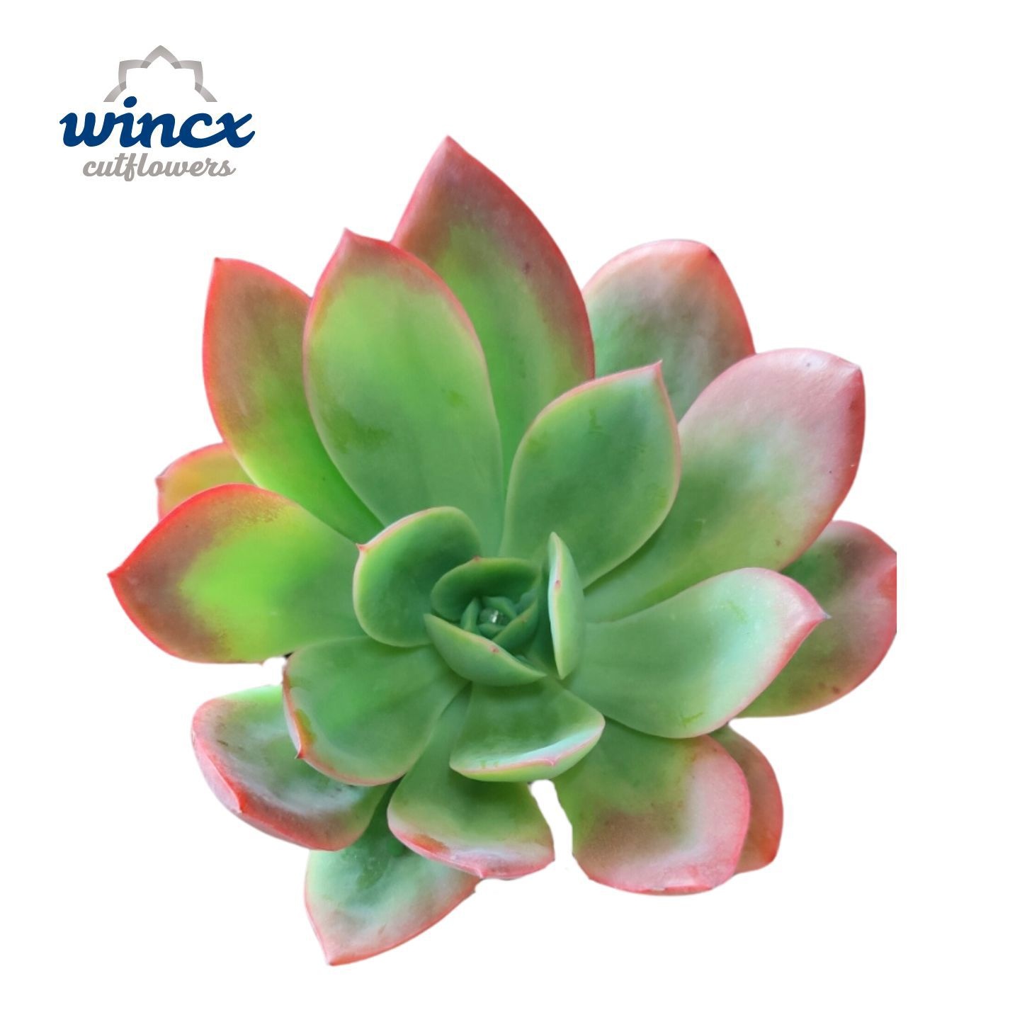 Echeveria Luella Cutflower