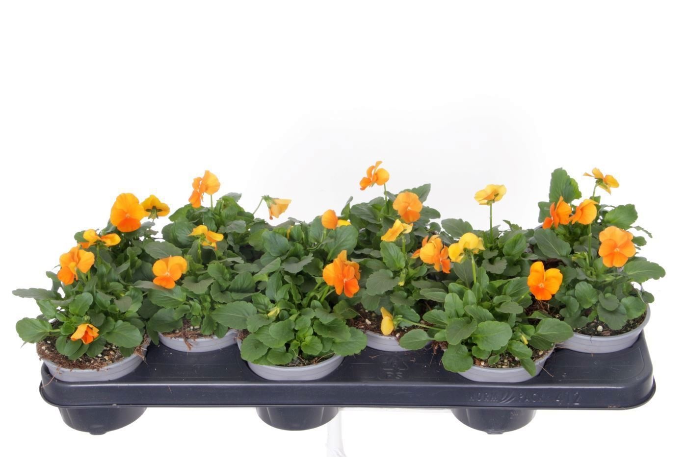 Viola St Pe Orange 11Ø 15cm