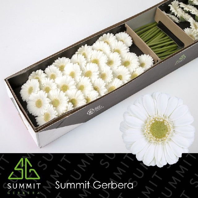 Germini Albino 45cm 7Ø