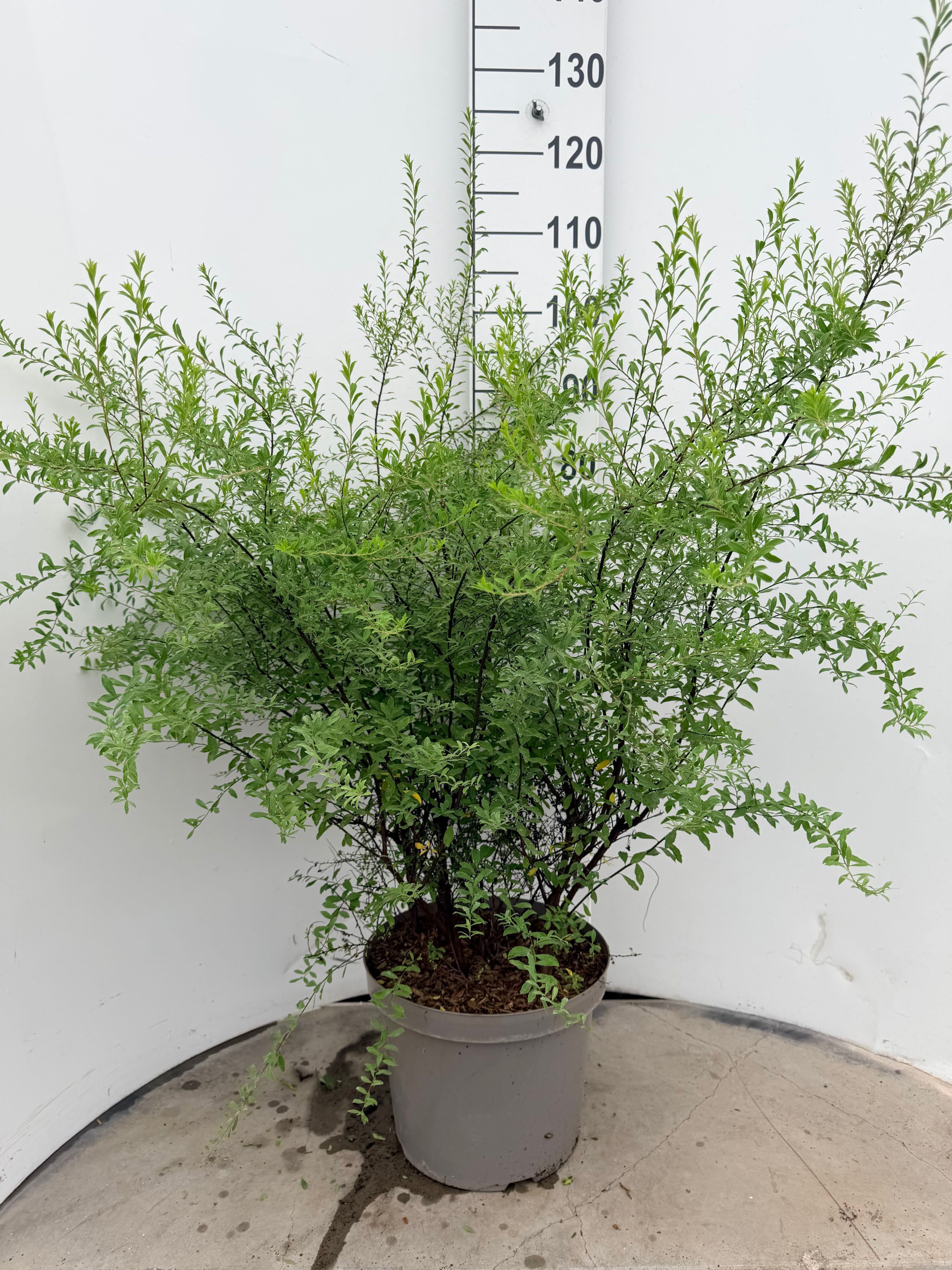 Spiraea arguta