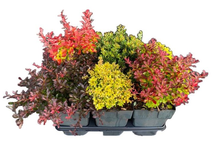 Picture of Berberis thunbergii mix P17