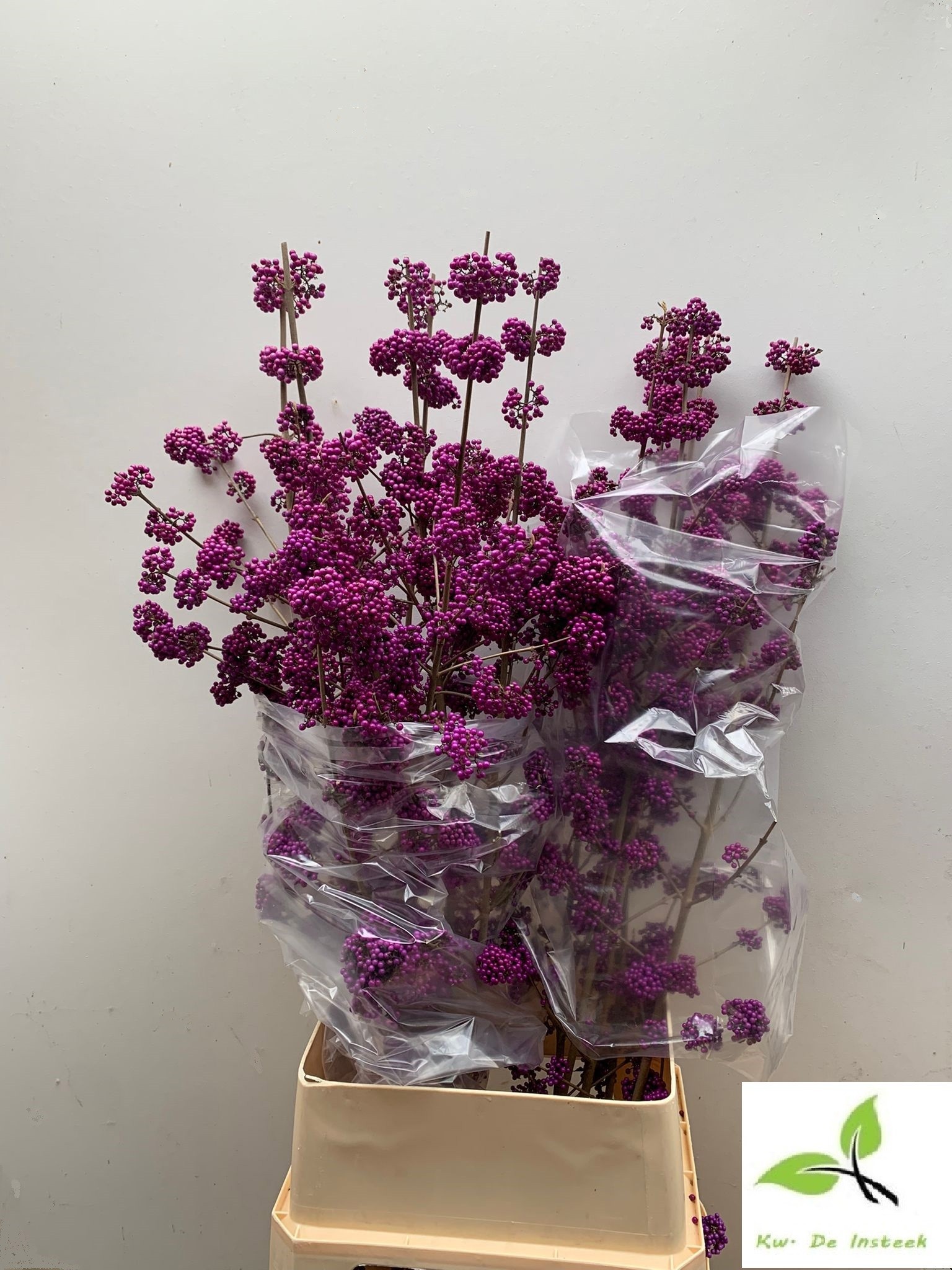 Callicarpa Bod Giraldi(imp) 110cm