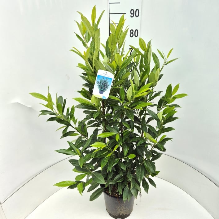 Picture of Prunus l. Herbergii P23 (5 Ltr)