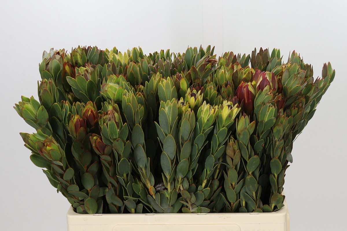 Leucad Nervosum