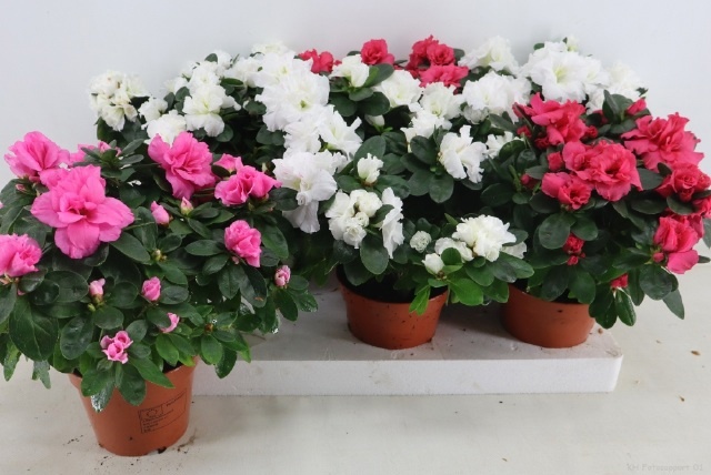 Rhodo Si Vogel Gem 14P 35H 35Ø Cm 34bloei