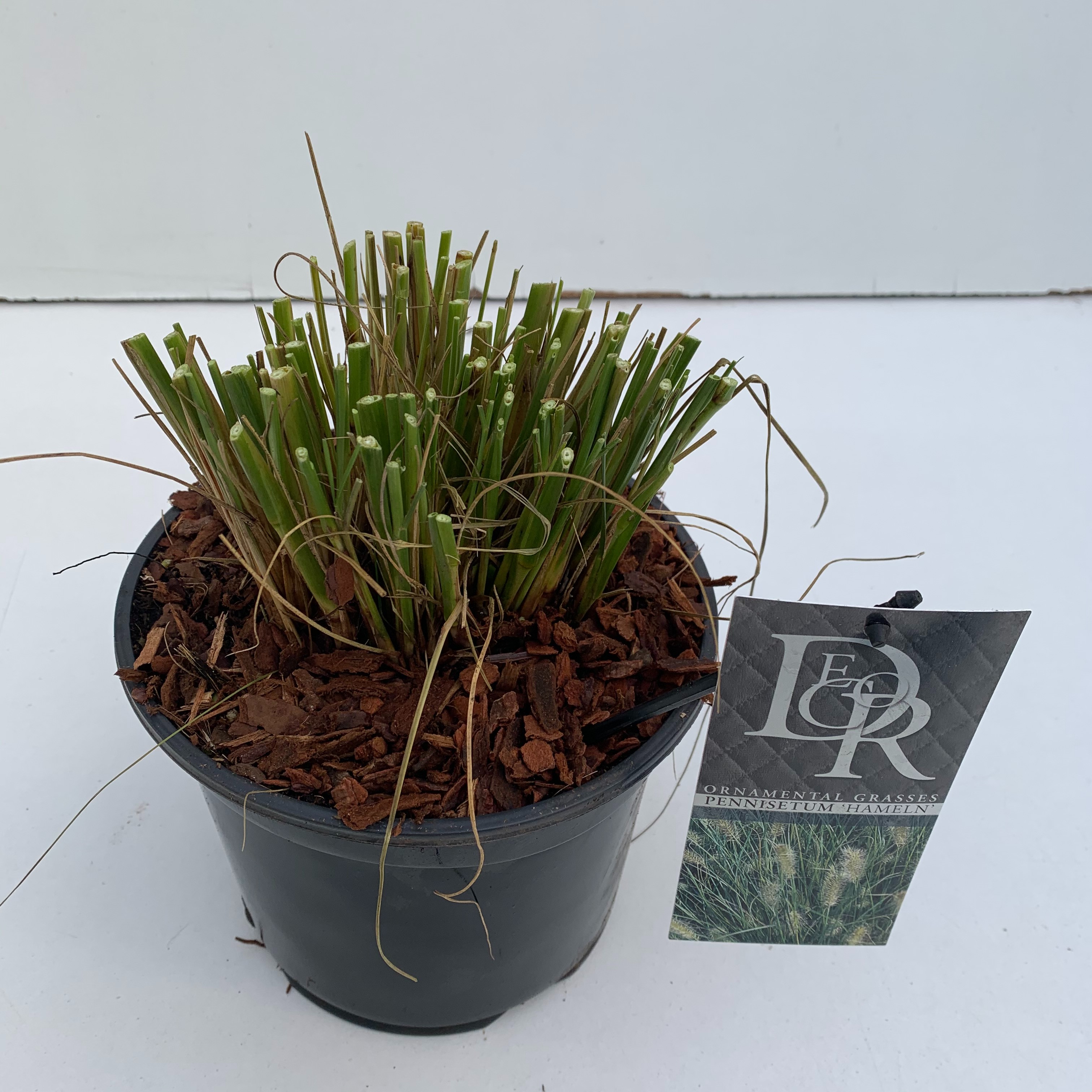 Picture of Pennisetum Hameln P19 (3 Ltr) (LOOSE)