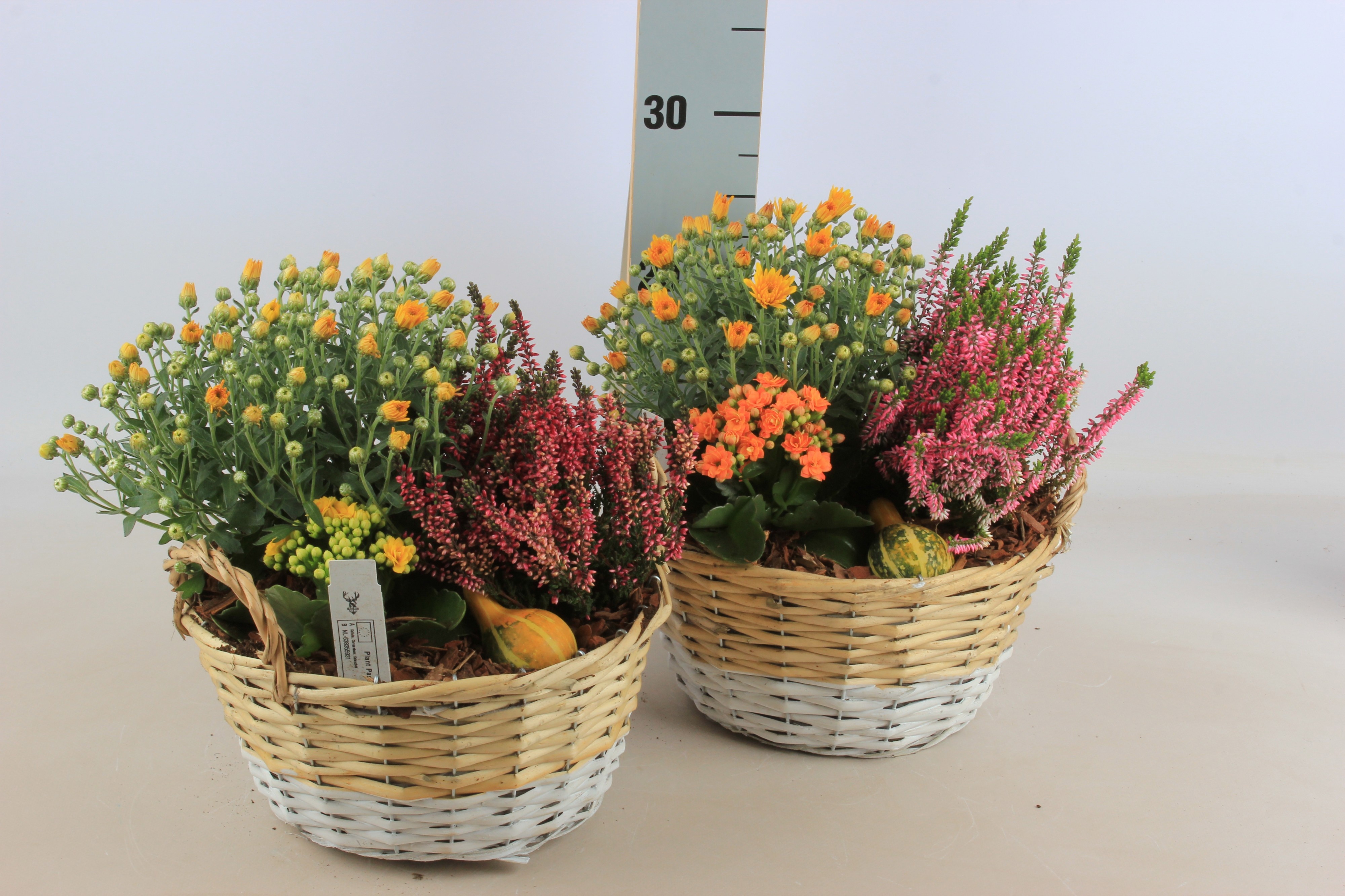 Arr Tuinplanten 24P 30cm 12bloei