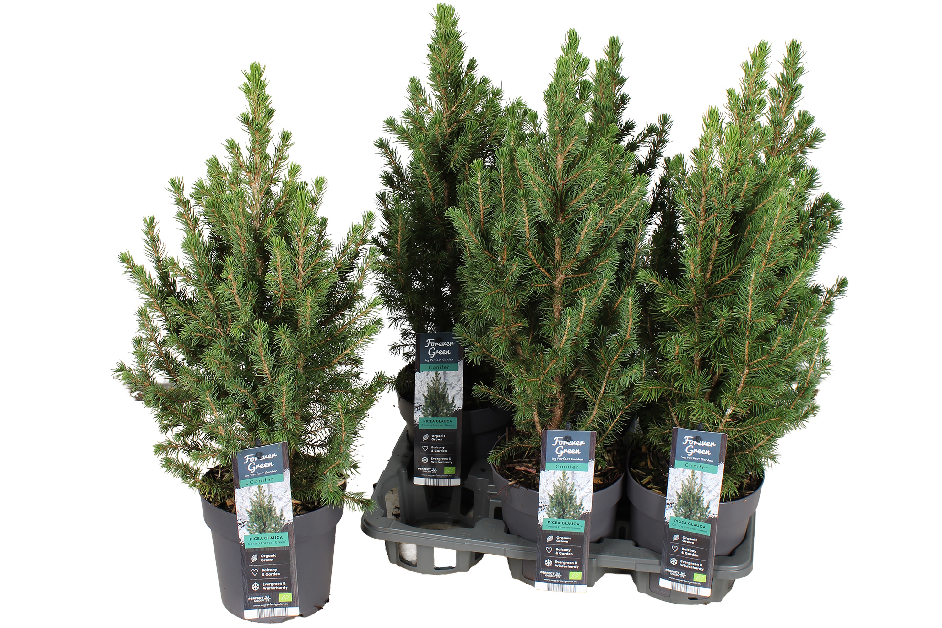 Picea Gl Conica 14P 50H