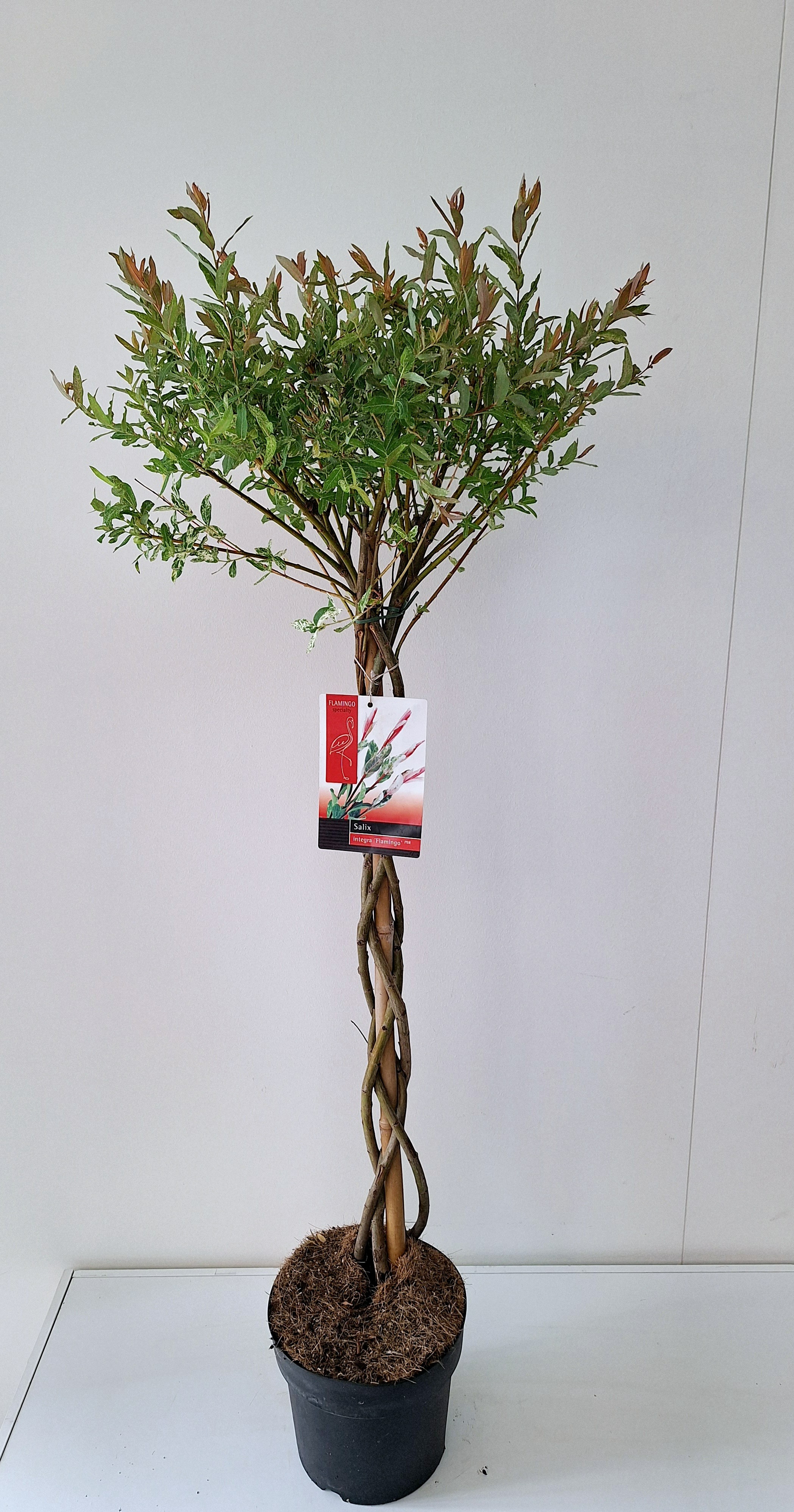 Picture of Salix integra Flamingo P21 (4 Ltr) 70/CM VLECHTSTAM (LOOSE)