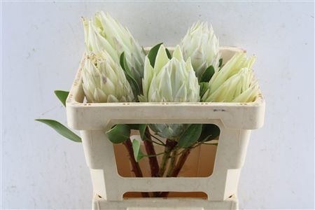 Protea Cynaroides 50cm