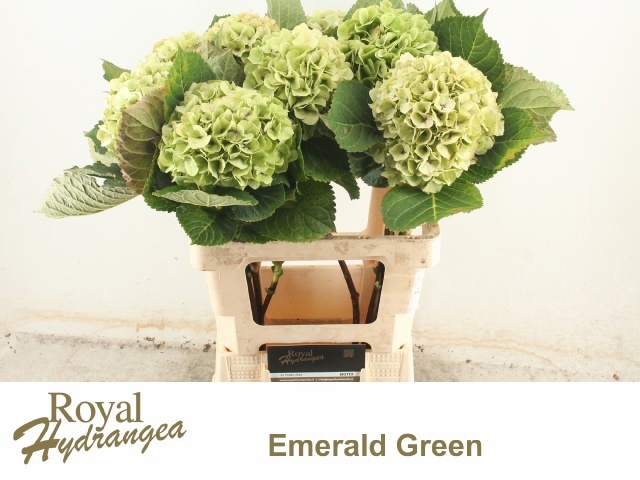 Hydrangea Emerald Classic 60cm 17Ø