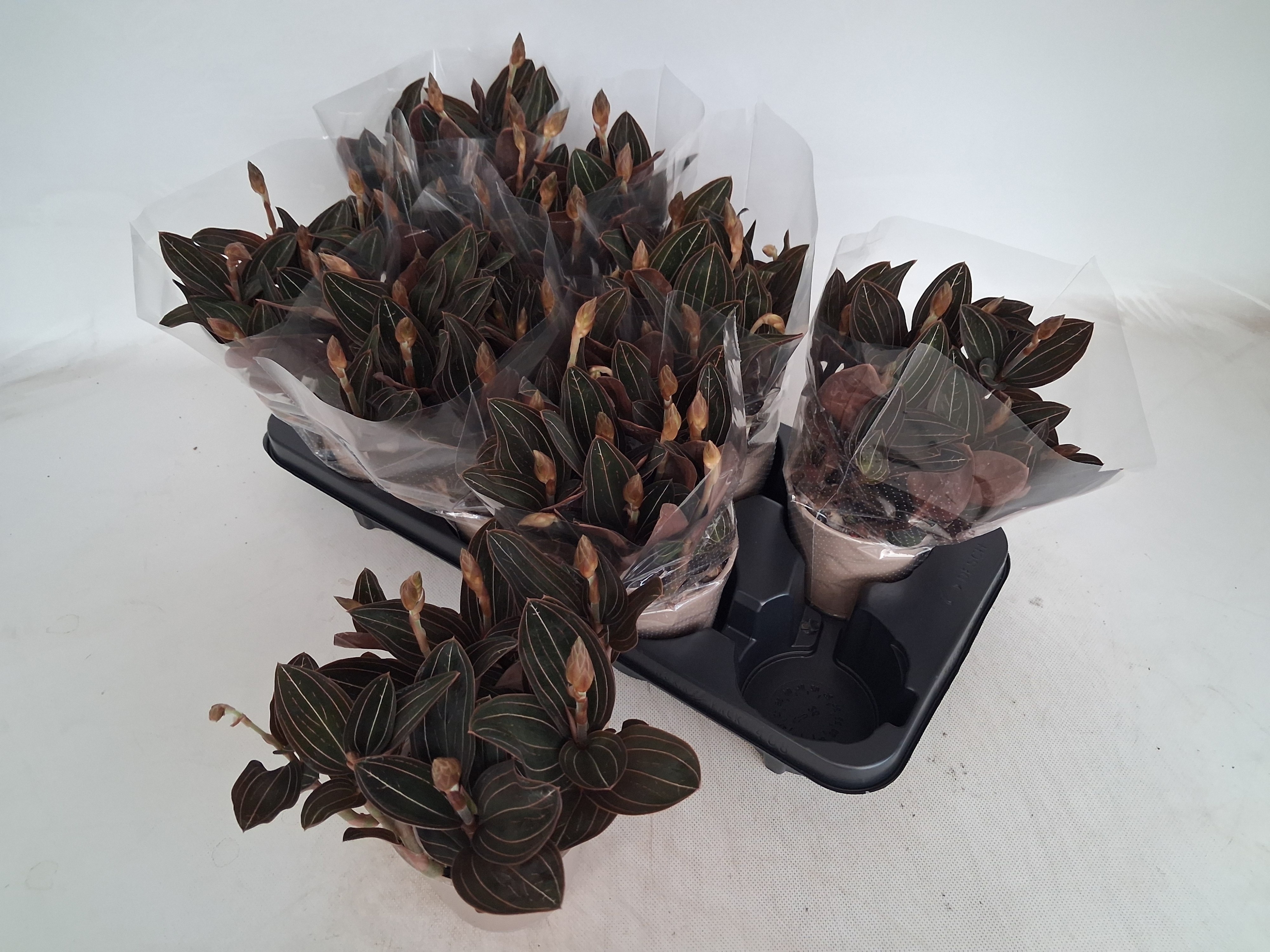 LlUDISIA Discolor