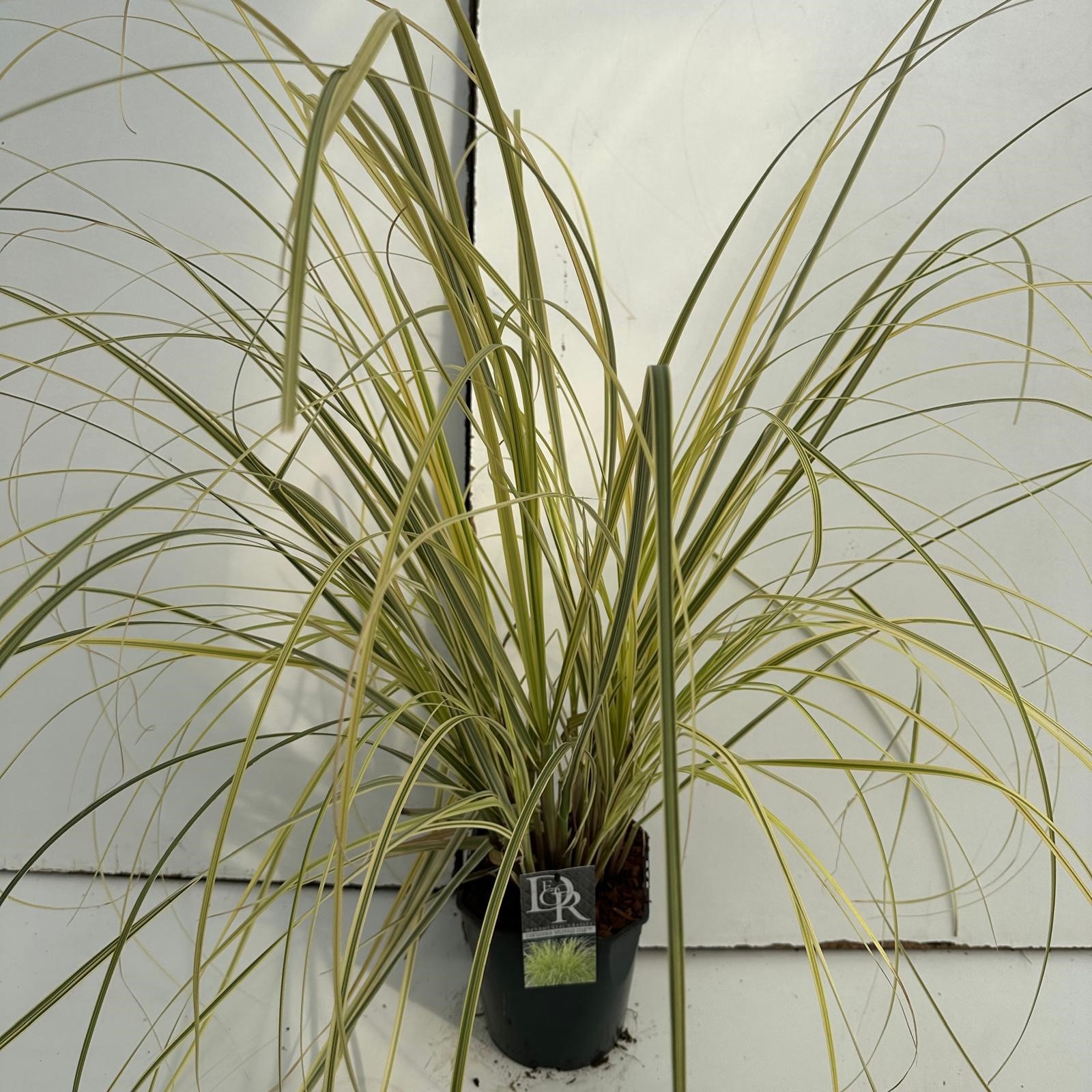 Picture of Cortaderia Splendid Star P23 (5 Ltr) SQUARE