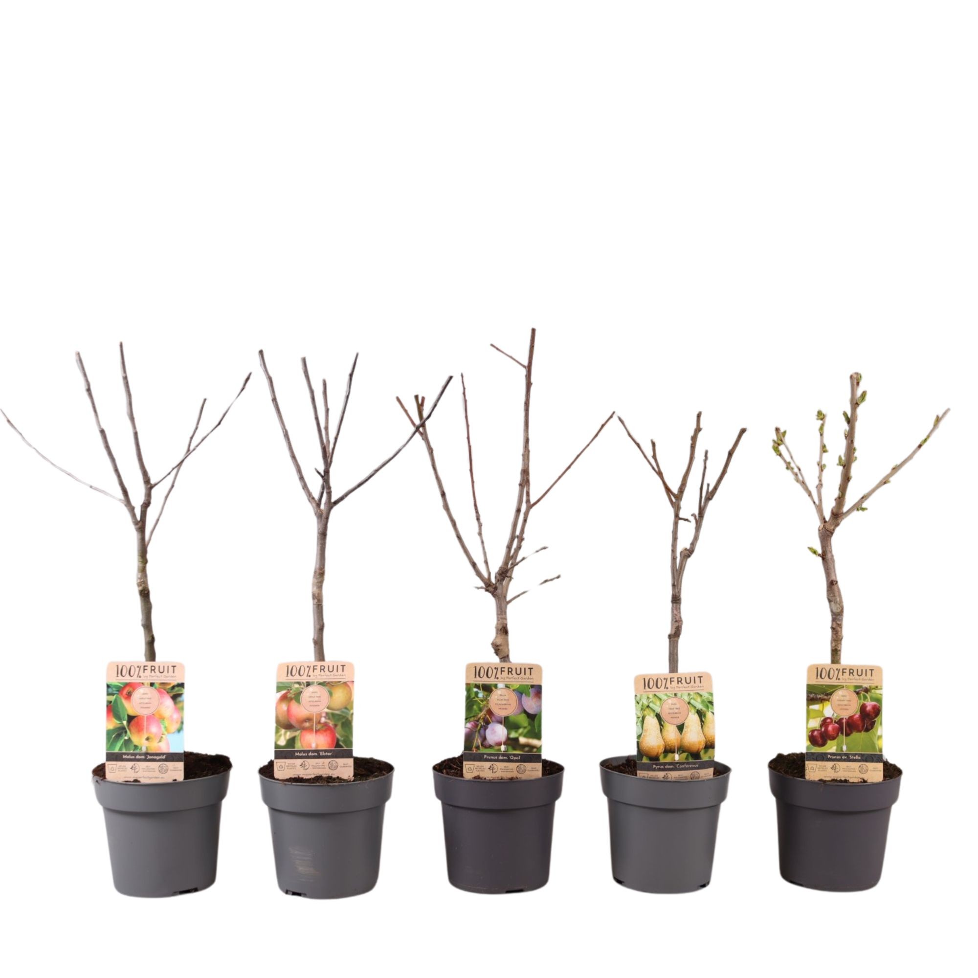 Picture of Patio fruit trees in varieties P21 (4 Ltr)