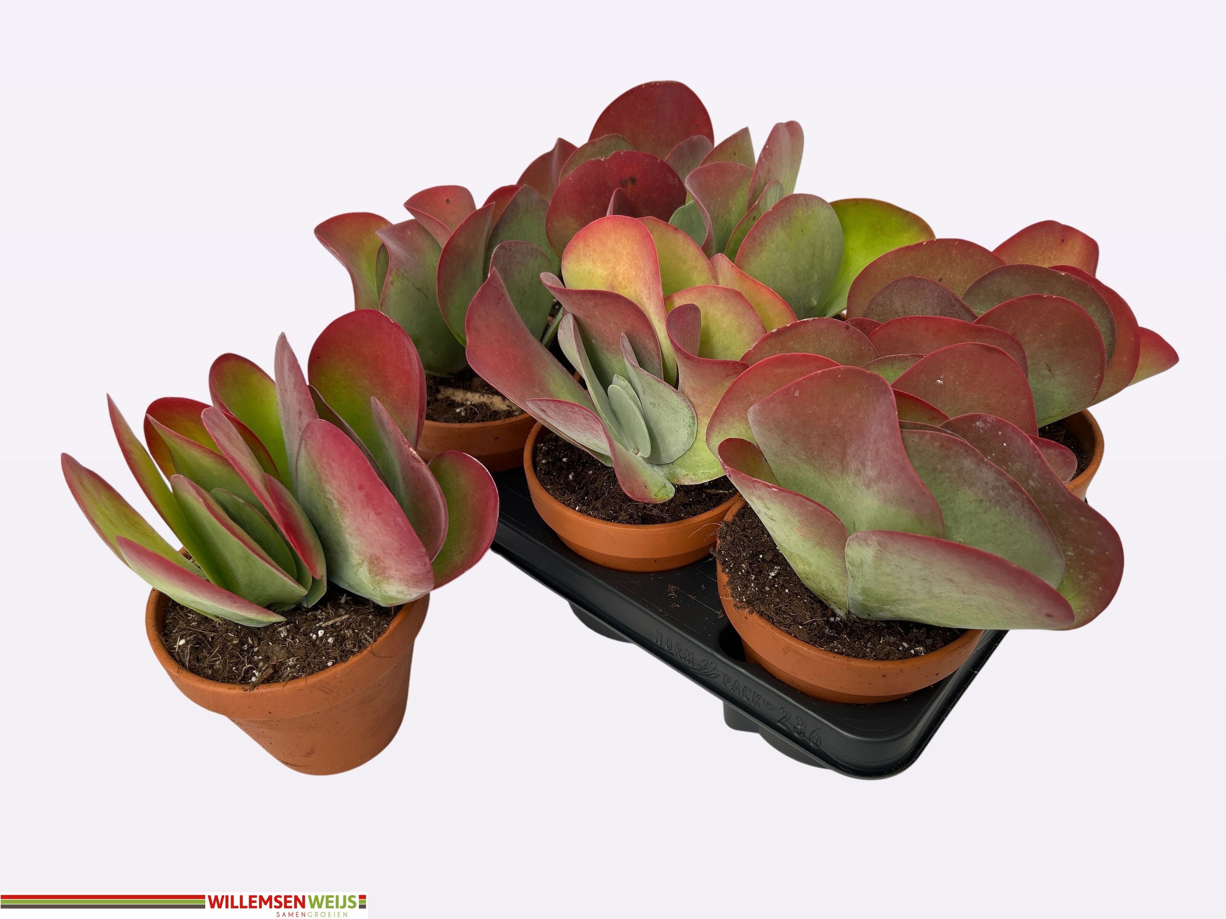 Kalanchoe Thyrsifl 13P 21H