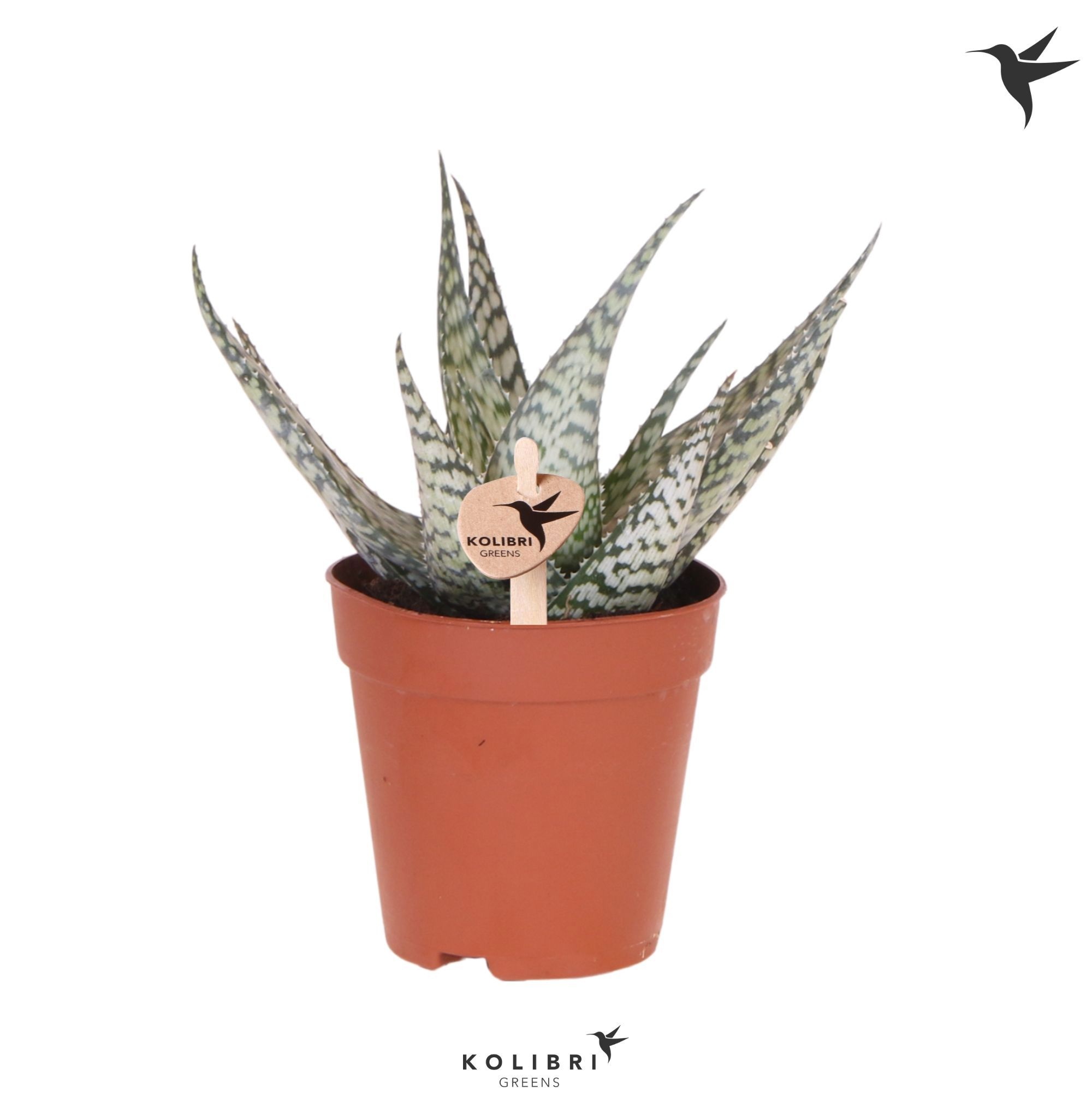 Aloe Kolibri Greens Succulenten Aloë Bronze Lizard