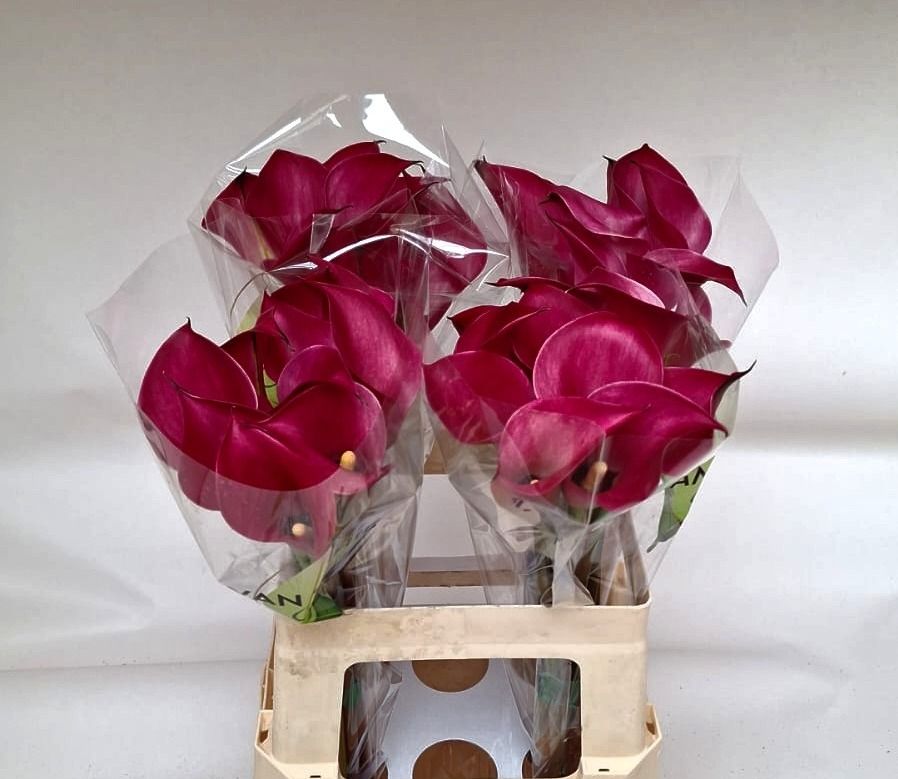 Calla Red Salsa 60cm